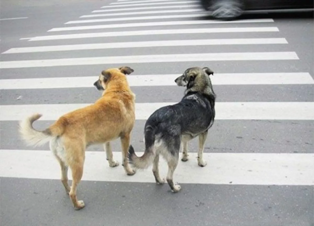 Собаки и люди на дороге. Собака переходит дорогу. Бездомные собаки. Собака на пешеходном переходе. Животные переходят дорогу.