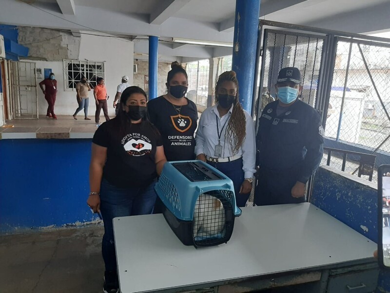 В Панаме "задержали" кота, который пытался пронести наркотики в тюрьму