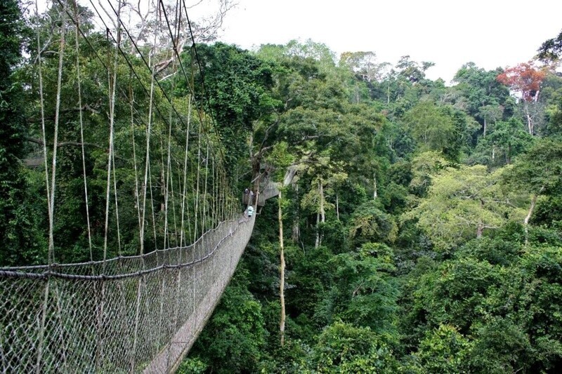 7. Подвесной мост Canopy Walk, Гана