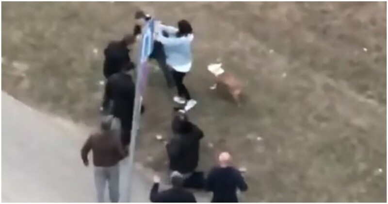 В Москве бойцовский пёс напал на женщину с маленькой собакой