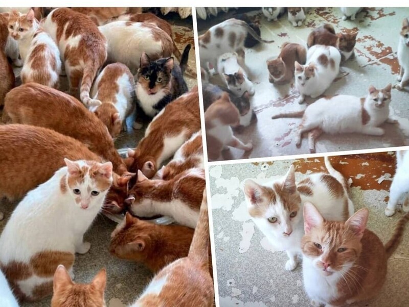 Москвичке после смерти бабушки достались 70 кошек