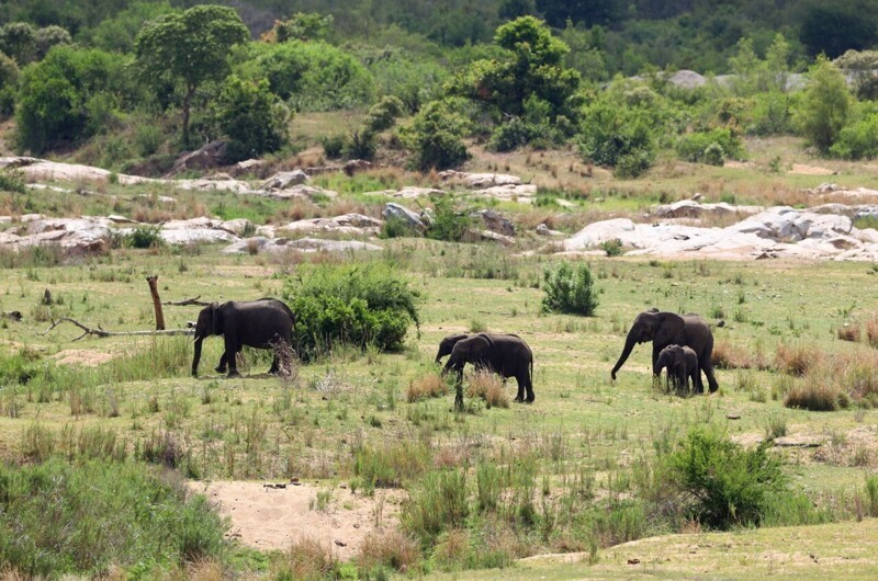 Карма в деле: в ЮАР слон затоптал браконьера