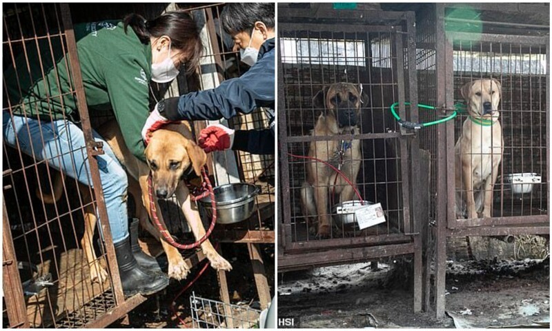 В Корее продолжают закрывать собачьи мясные фермы