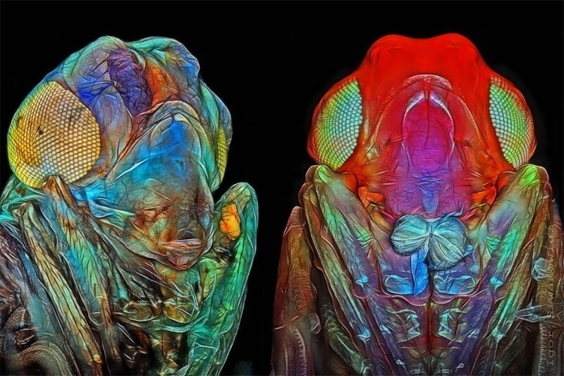Невероятные фотографии крошечных существ под микроскопом