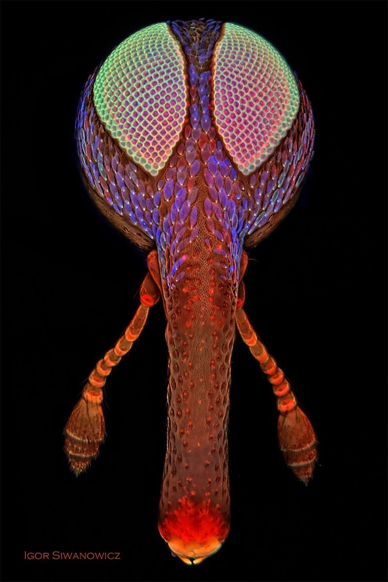 Невероятные фотографии крошечных существ под микроскопом