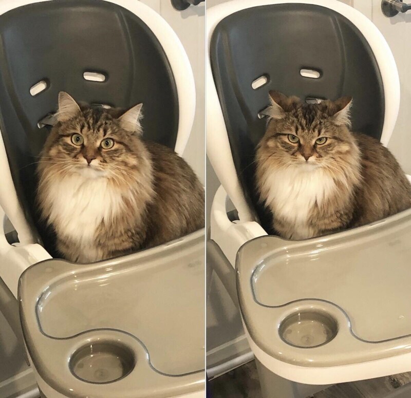 14. Кошка до и после того, как ей было сказано, что этот стул - не для нее