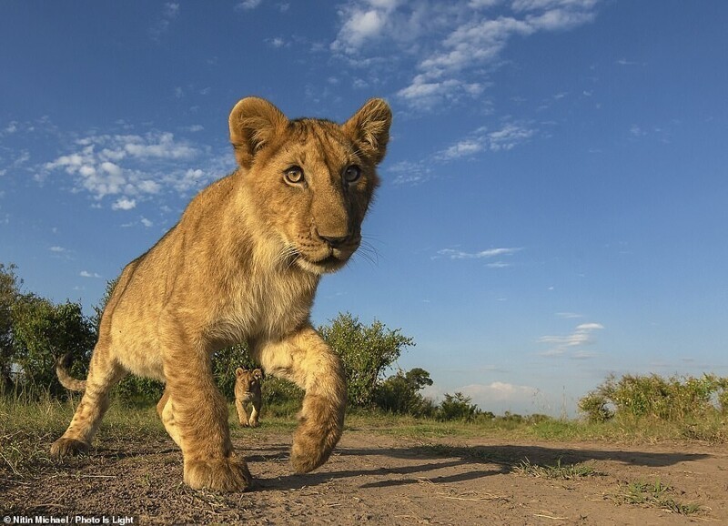 Любопытные африканские львята, фотограф Nitin Michael
