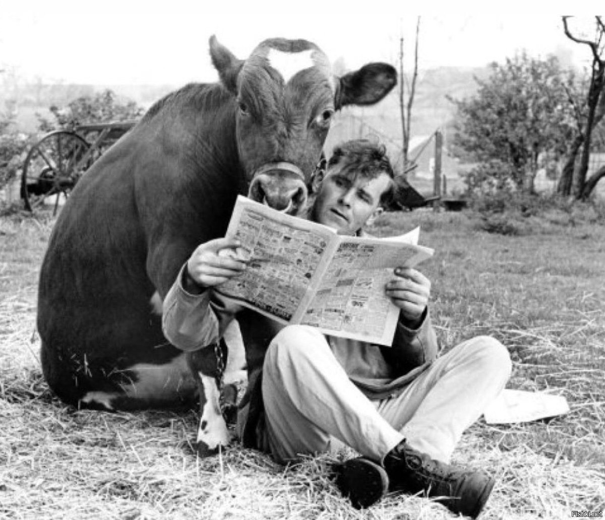 Любишь животных читай. Фотосессия с коровой. Корова и человек. Веселая корова.. Смешные коровы.