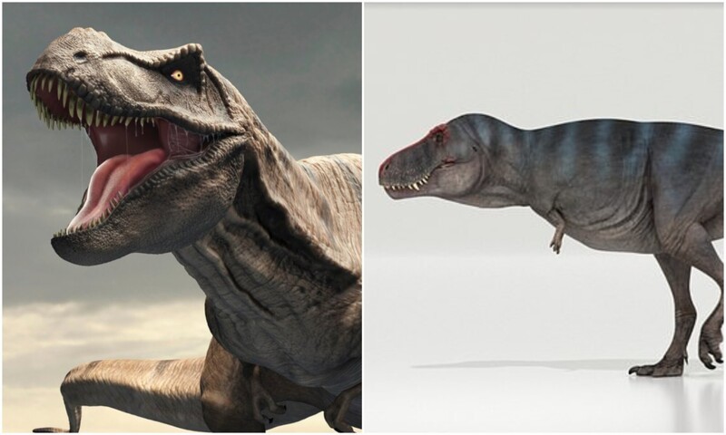 Ученые определили, что тираннозавр передвигался медленнее человека