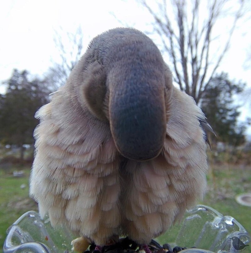 Этот голубь решил почистить свои пёрышки, не отходя от кормушки