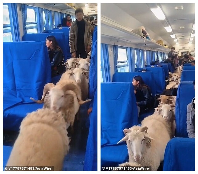 В Китае фермеры перевозят овец и свиней в пассажирских поездах