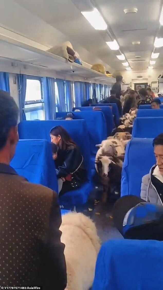 В Китае фермеры перевозят овец и свиней в пассажирских поездах