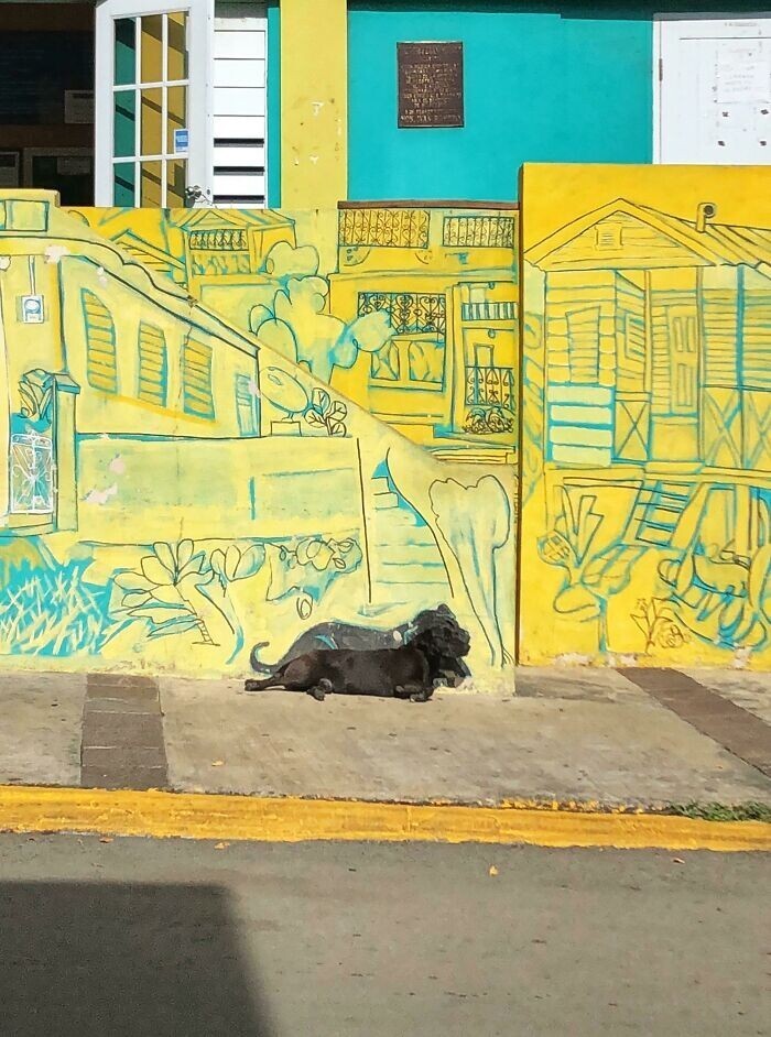 Жители Пуэрто-Рико нарисовали фреску с местным пейзажем и добавили силуэт собаки, которая любит здесь отдыхать