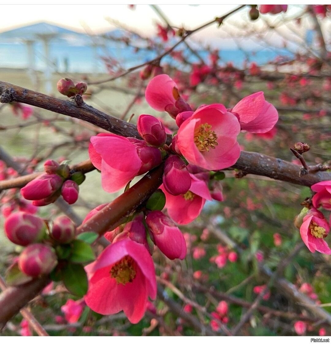 Китайка цветет фото