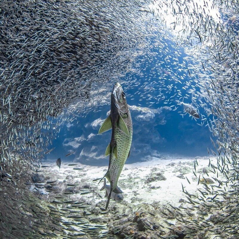 Захватывающие подводные фотографии Джейсона Вашингтона