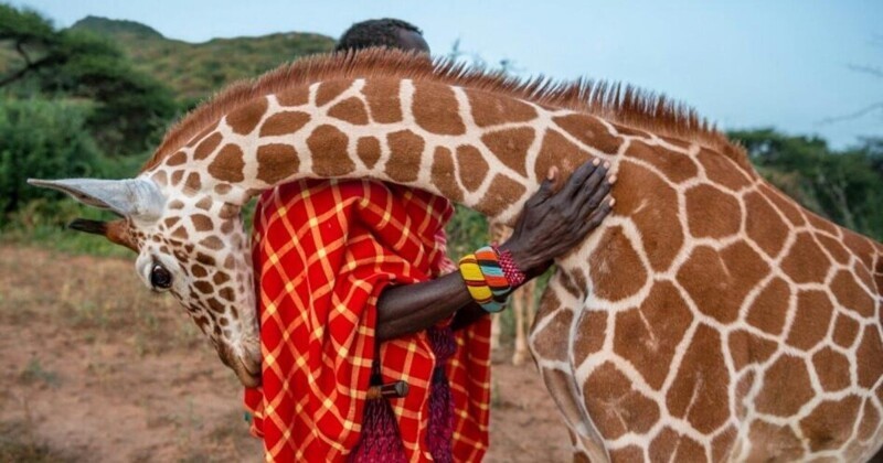6. Малютка жираф обнимает человека (самого обычного размера)