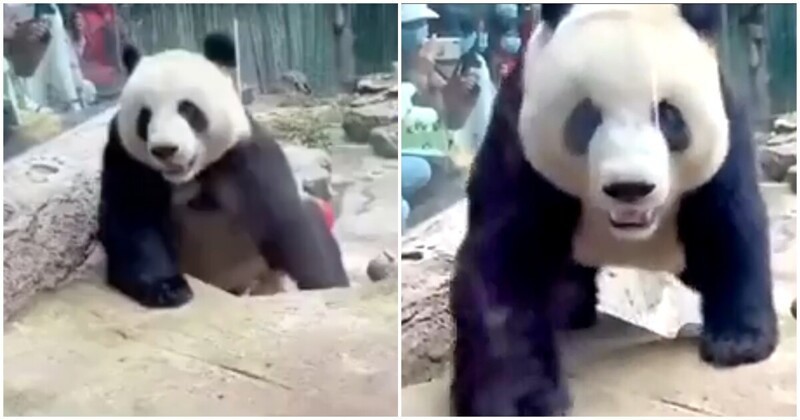Когда говорят, что панды очень милые и забавные животные