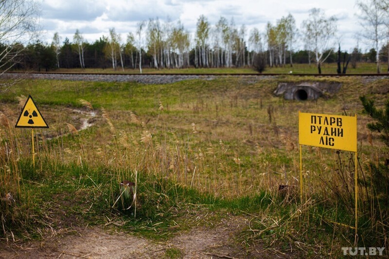 Спецобъект «Рыжий лес» — территория сильного загрязнения радионуклидами. Посещение этой территории до сих пор запрещено 