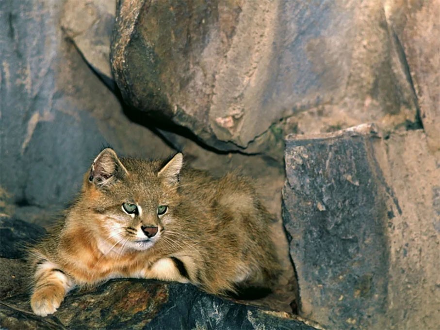 Пампасская кошка: Эффективнее ягуара. Вечно недовольный кот убивает