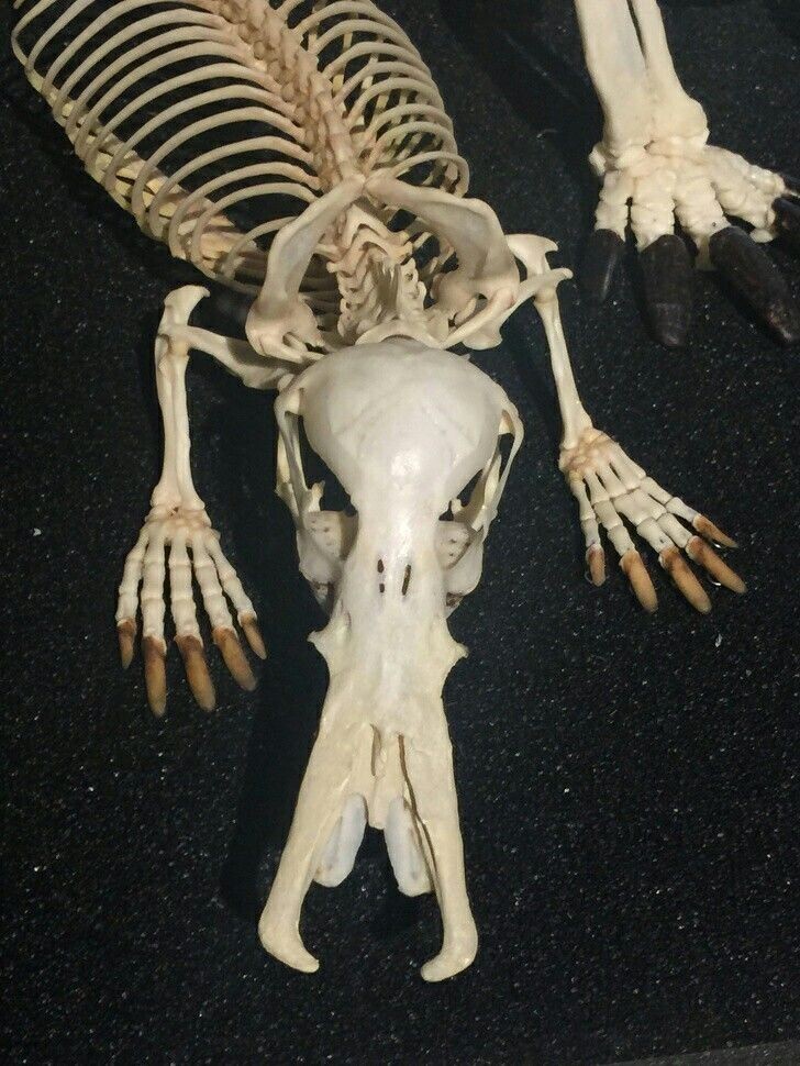 Скелет утконоса