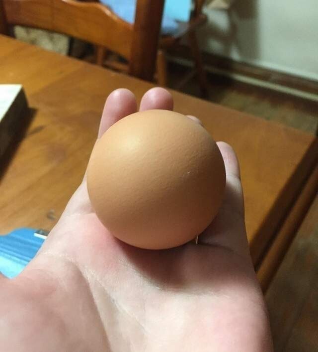 Идеально круглое куриное яйцо