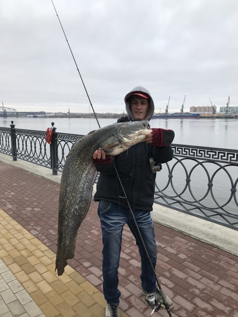 вот такого сомика поймали в феврале на центральной набережной Астрахани