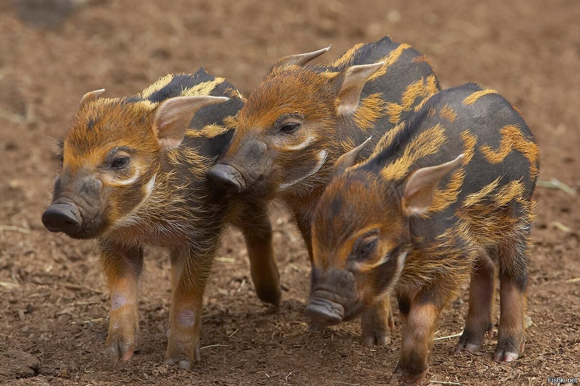 Дикие свиньи живут. Речная кистеухая свинья. Африканская кистеухая свинья. Африканская кистеухая (Речная) свинья. Африканская кистеухая.