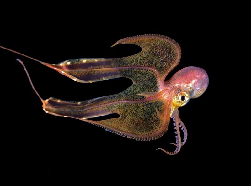 Тремоктопус - осьминог из надсемейства Argonautoidea