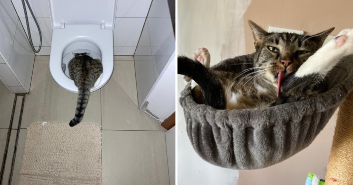 15 котиков. Фотографии с котом на которых. Если кошка смотрит на кота что это такое