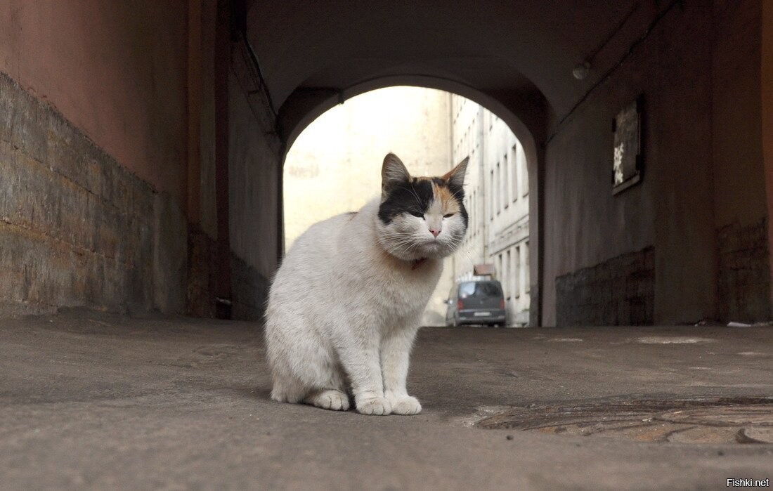 Кошка на улице города. Коты городские бездомные. Домашние кошки в городе. Бродячие коты в городе. Бродячие коты в Питере.