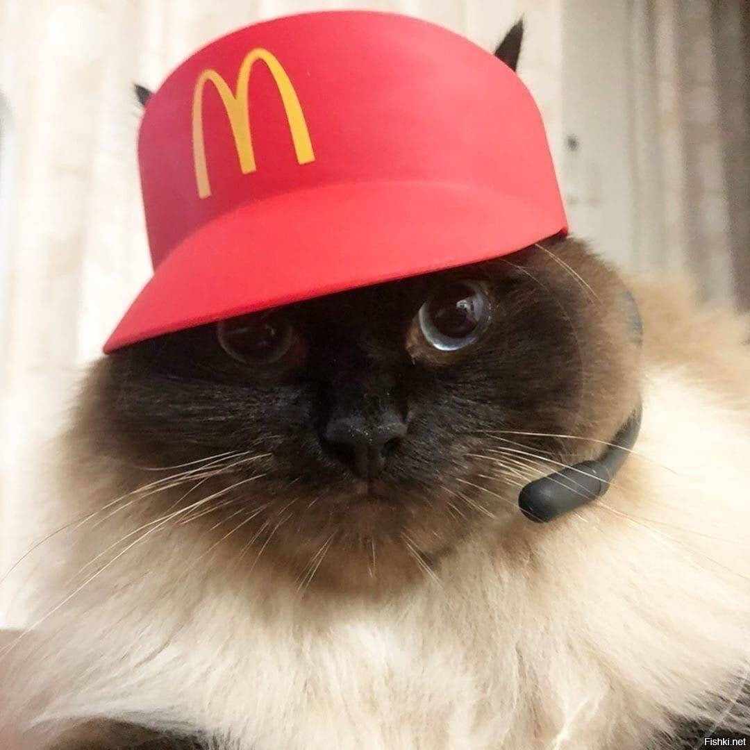 Скачать Шляпу Кот