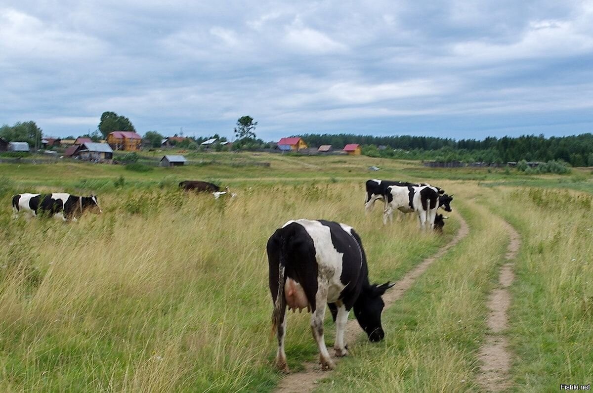 Корова дома фото