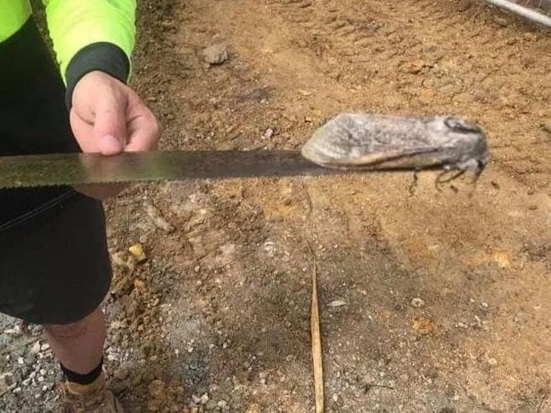 В Австралии нашли мотылька размером с крысу
