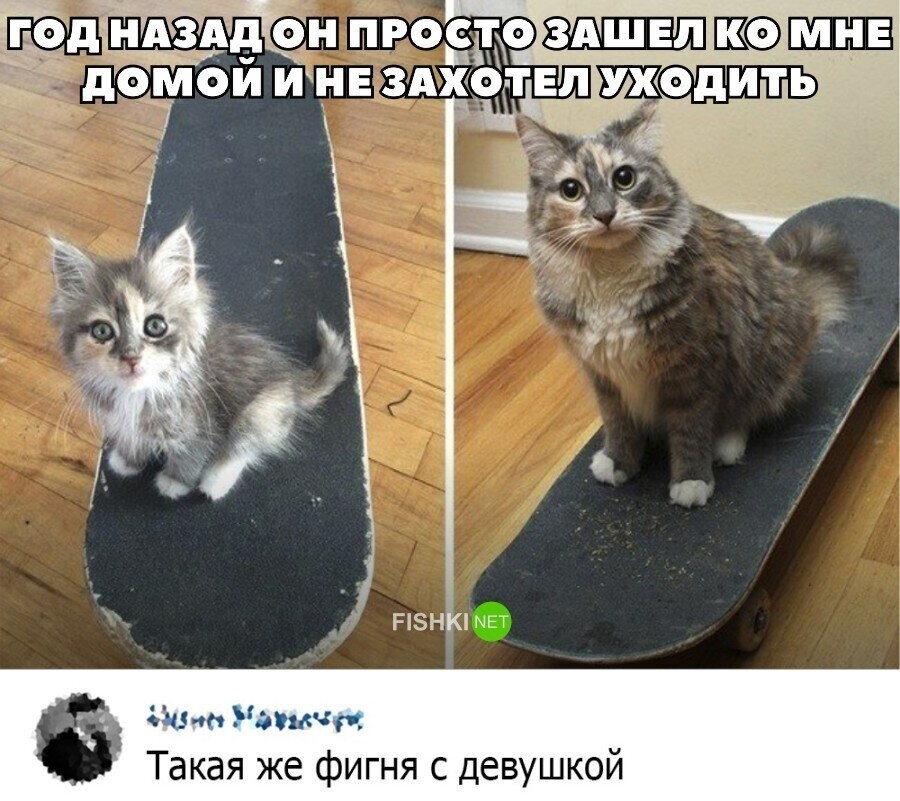 Выросшие котята. Котенок вырос. Коты маленькие и взрослые. Коты в детстве и взрослые. Каким вырастет котенок.