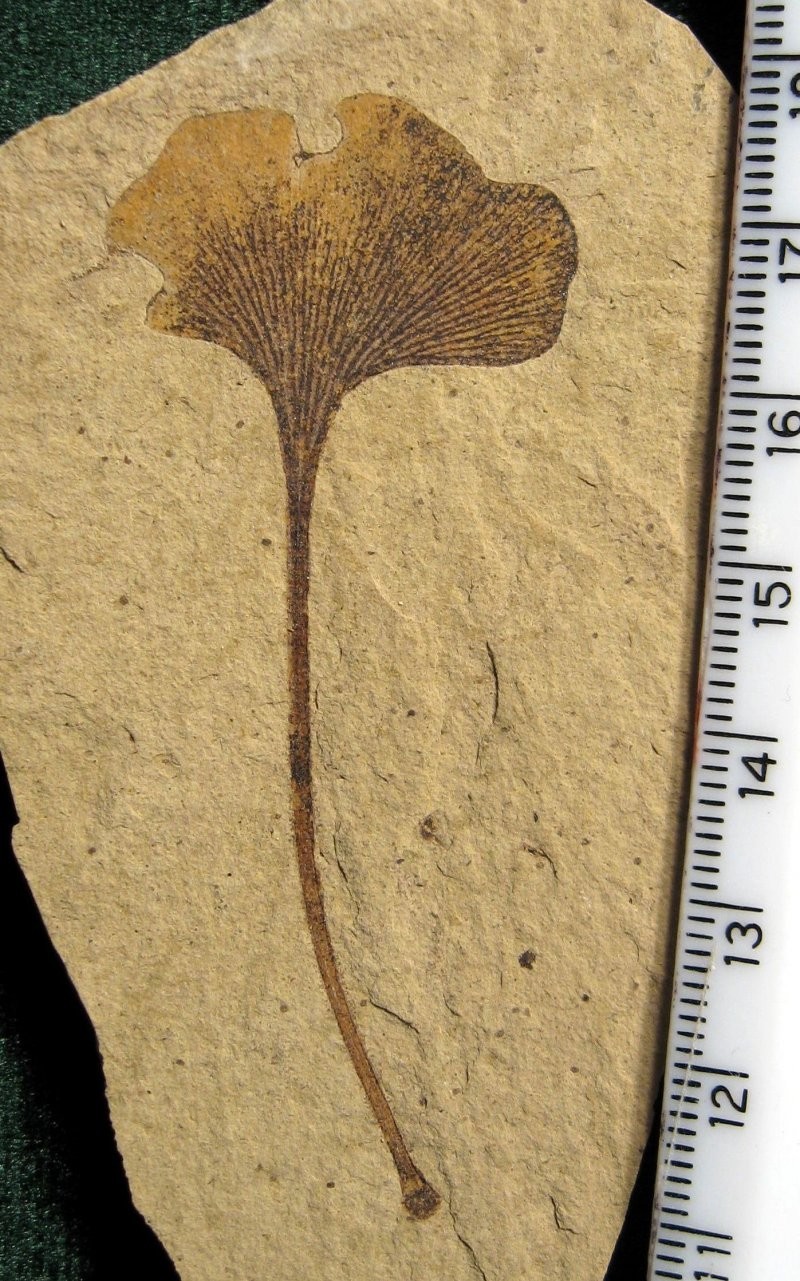 Гинкго пережил оледенения плейстоцена (2,5 миллиона лет назад)