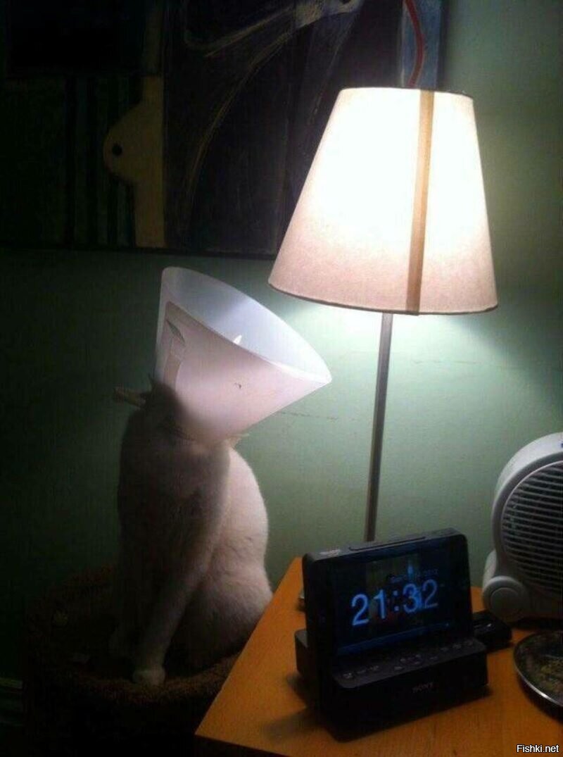 Кот с лампой Мем