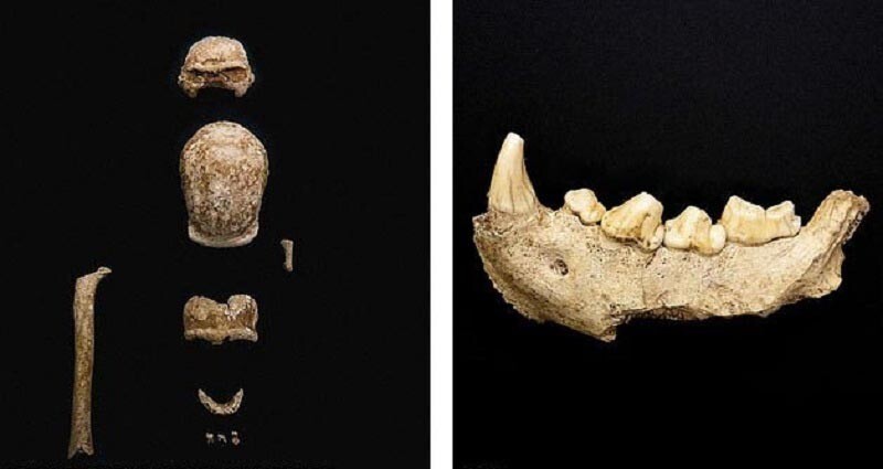 В пещере обнаружены останки 9 неандертальцев, которым около 100 тыс. лет