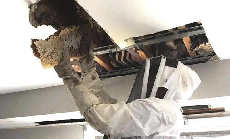 Жители Австралии нашли в потолке целый «улей»