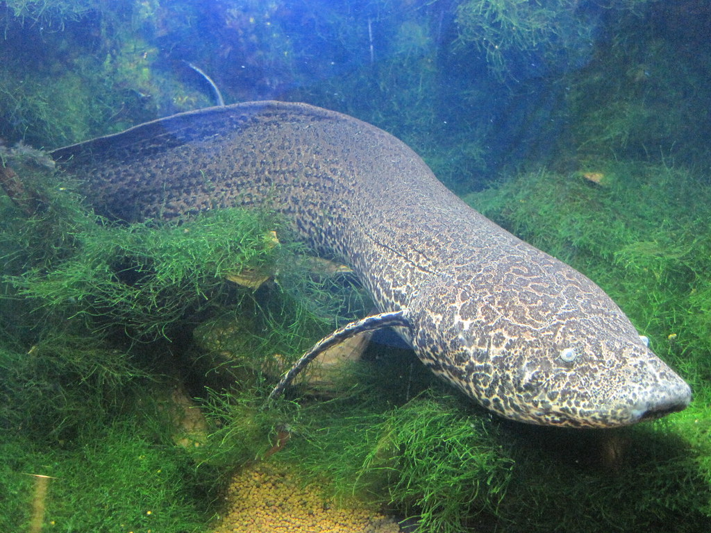 Скалярия у поверхности воды.