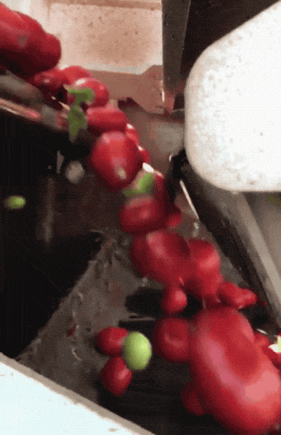 Как автоматически сортируют фрукты.