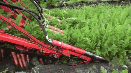 Сбор урожая моркови. 