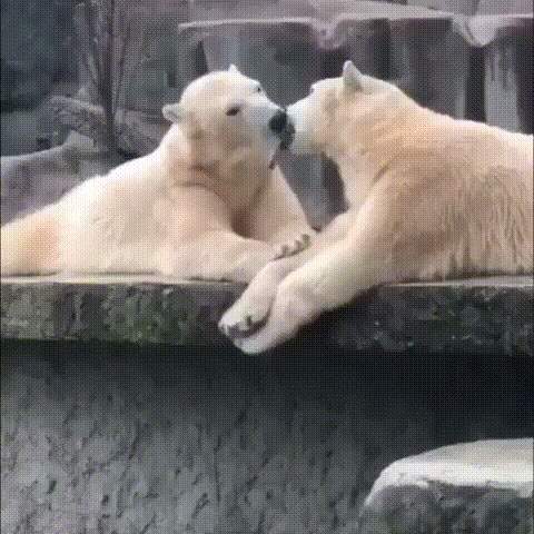 Медвежья любовь