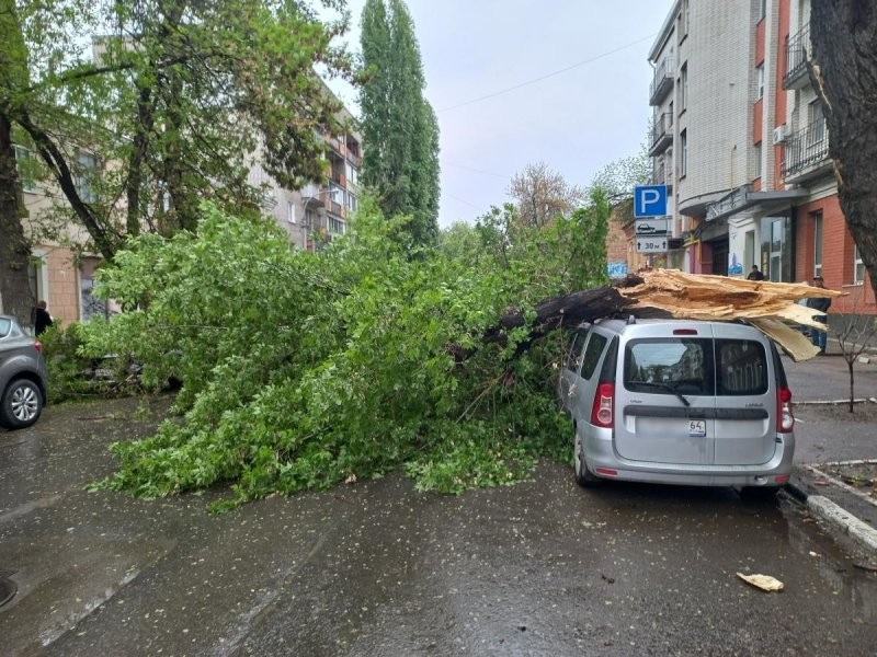 В Саратове на проезжую часть упало старое дерево: повреждения получили четыре автомобиля