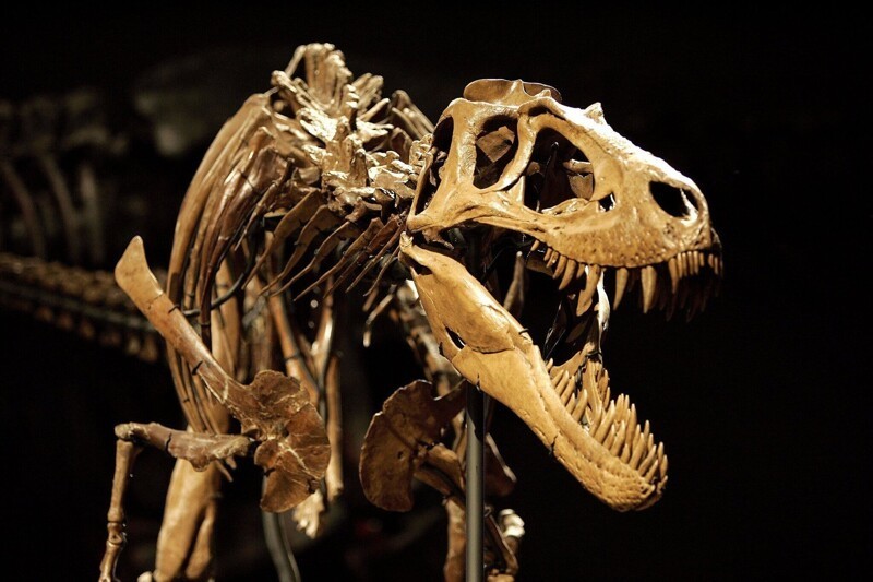 Кости Динозавров — это не кости