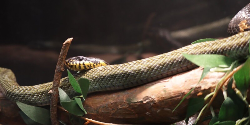 Змеиное сафари: в зоопарке открылся новый павильон