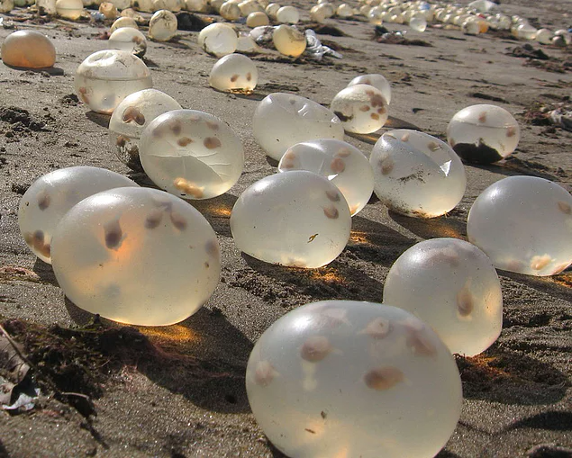Яйца морской улитки обнаружены на пляже в Аргентине