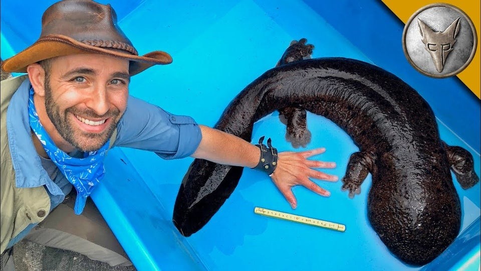 Гигантская японская саламандра может вырасти до 1,5 метров, её вес составляет 25 килограмм