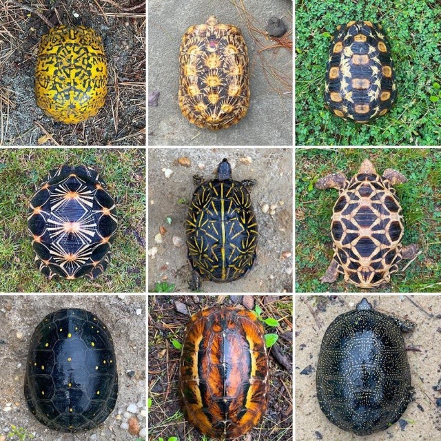 Разнообразие узоров панциря черепахи