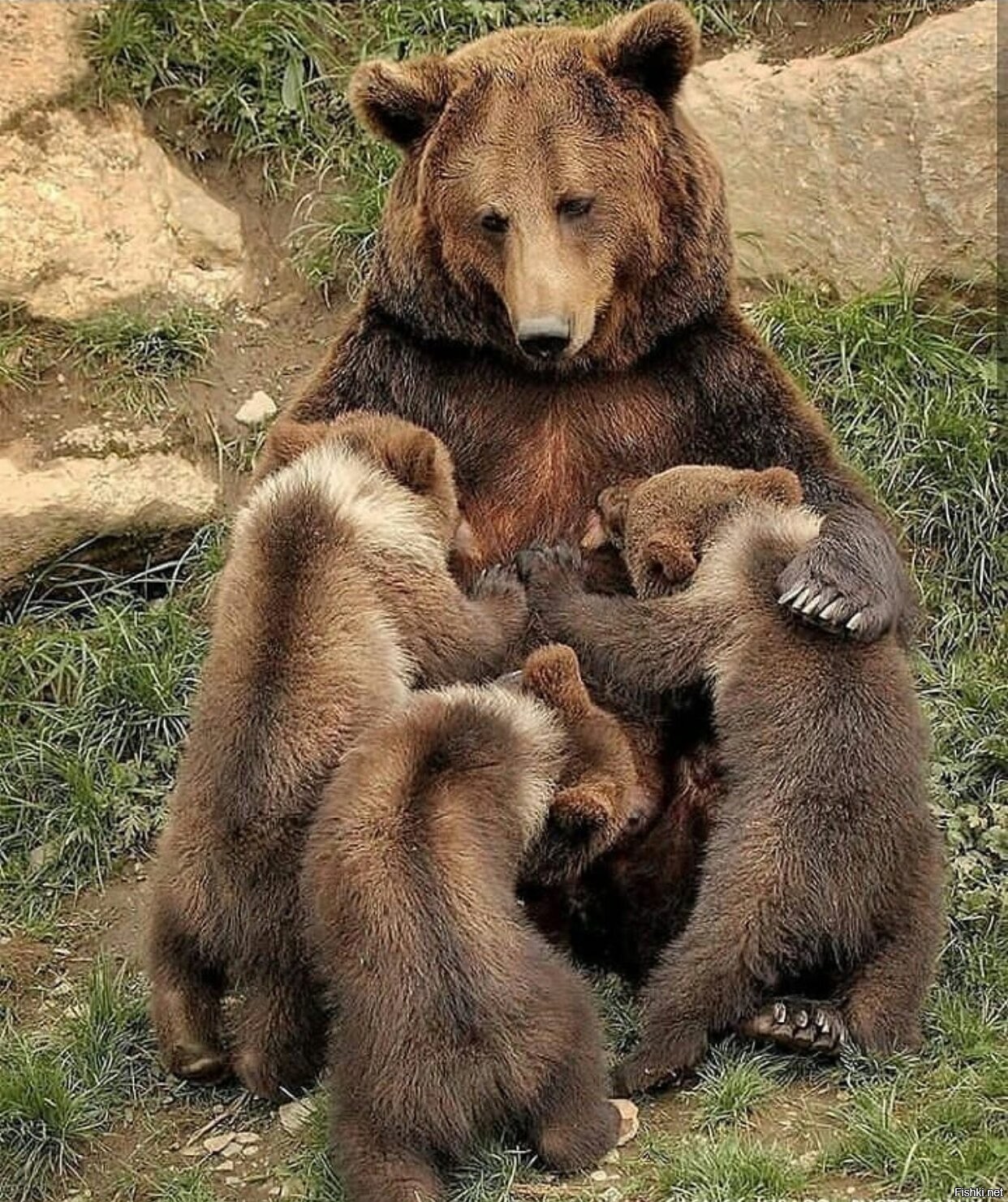 Удивительный медведь