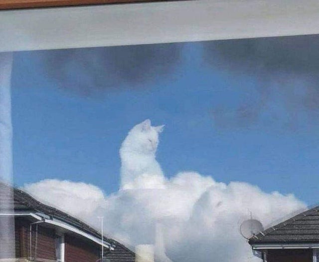 Кошка на облаке